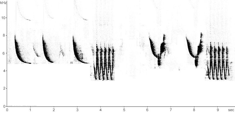 Sonogram of Penduline Tit song