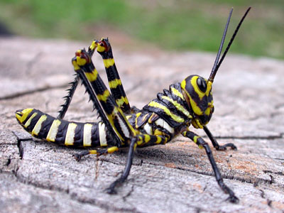 Grasshopper
