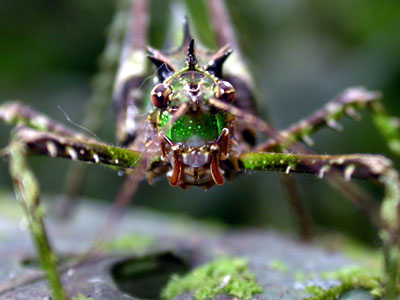 Grasshopper