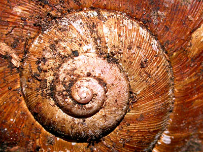 snail shell pattern