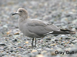 Gray Gull  2007 Fraser Simpson