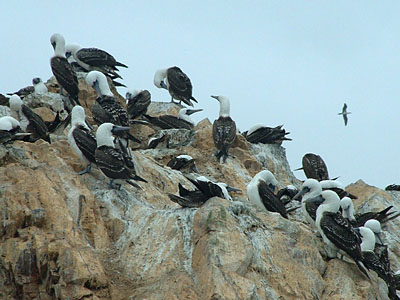 Peruvian Booby