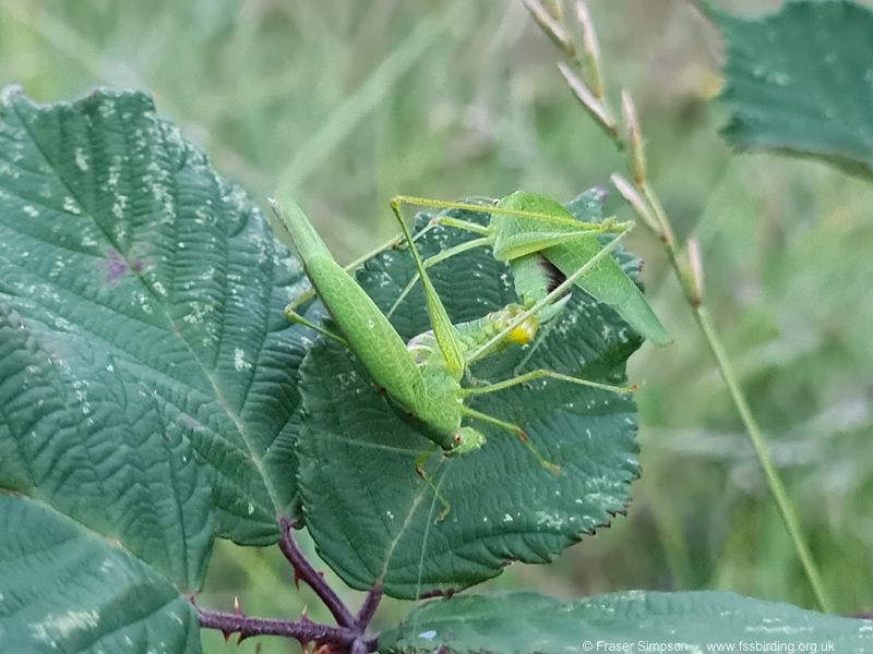 Copulating pair of Southern Sickle-bearing Bush-cricket (Phaneroptera nana)  Fraser Simpson