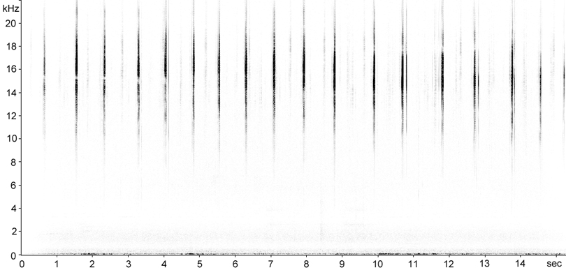 Sonogram of Southern Sickle-bearing Bush-cricket (Phaneroptera nana) stridulation [phaneropteranana112886cut]