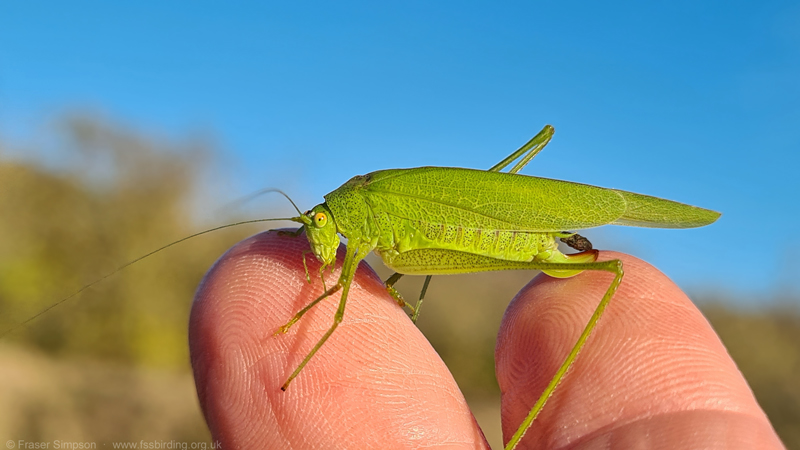 Southern Sickle-bearing Bush-cricket (Phaneroptera nana) - female  Fraser Simpson