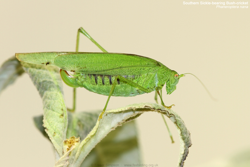 Southern Sickle-bearing Bush-cricket (Phaneroptera nana) - female still surviving in captivity 20.12.23   Fraser Simpson