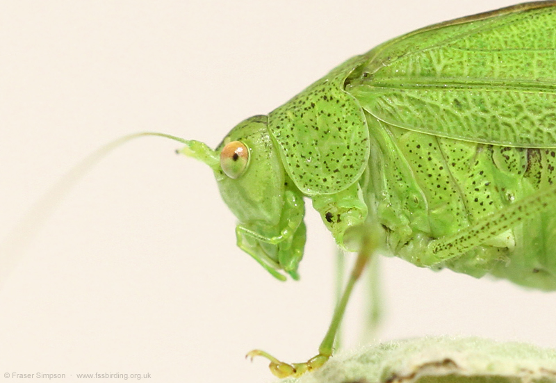 Southern Sickle-bearing Bush-cricket (Phaneroptera nana) - female still surviving in captivity 20.12.23   Fraser Simpson