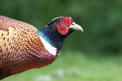 Pheasant  2005  F. S. Simpson