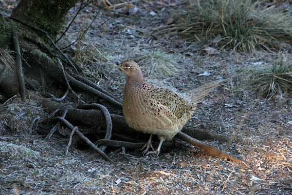 Pheasant 2005 Fraser Simpson