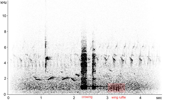 Sonogram of male Pheasant displaying