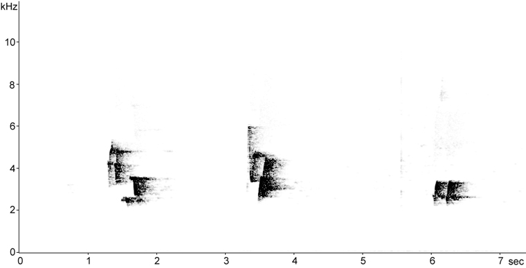 Sonogram of Philadelphia Vireo song