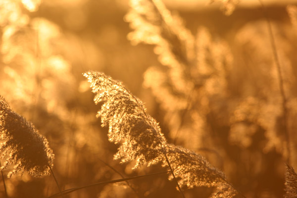 Reedbed �2005 Fraser Simpson