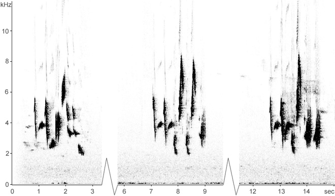 Sonogram of Pied Flycatcher song