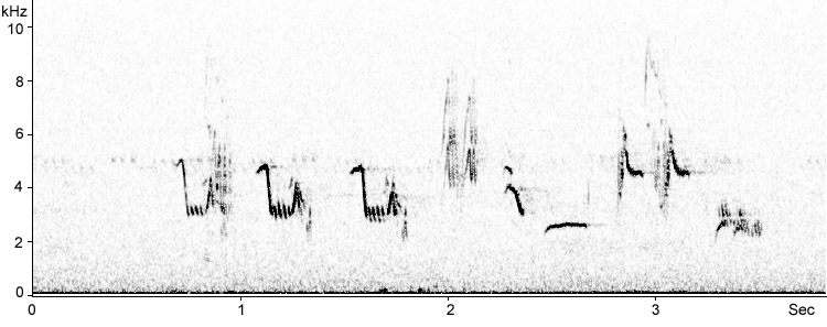 Sonogram of Pied Flycatcher song