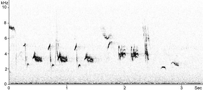 Sonogram of Pied Flycatcher song