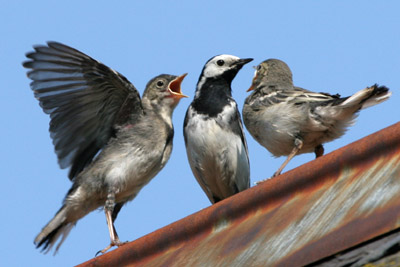 Pied Wagtail brood � 2005  F. S. Simpson