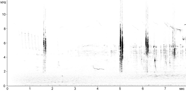 Sonogram of Pied Wagtail flight call