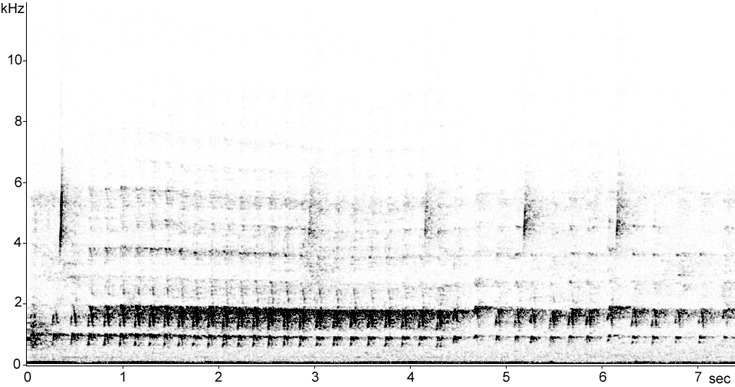 Sonogram of Pileated Woodpecker interaction calls