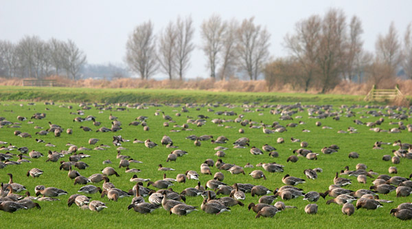 Pink-footed Geese 2005 Fraser Simpson