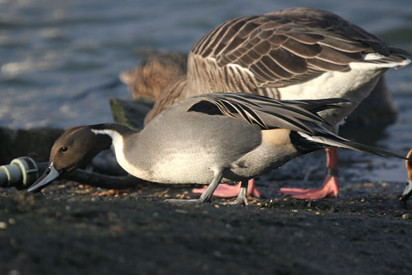 Pintail �2005 Fraser Simpson