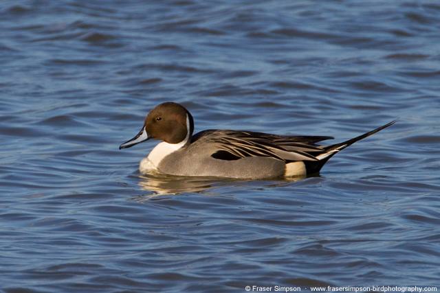 Northern Pintail, Stour Estuary  Fraser Simpson