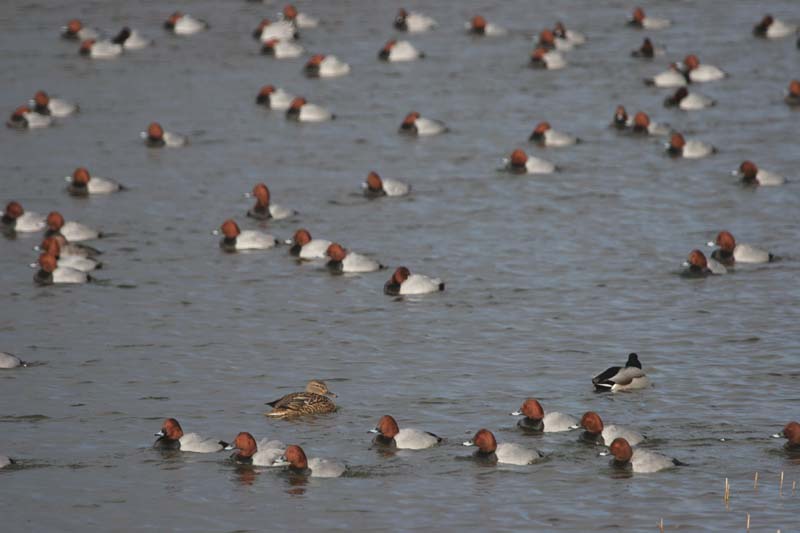 Pochard (m)  2005  F. S. Simpson