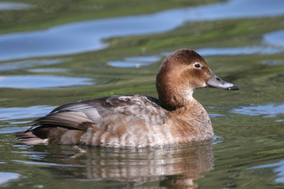 Pochard  2005  F. S. Simpson