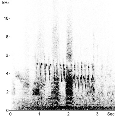 Sonogram of female Pochard call in flight