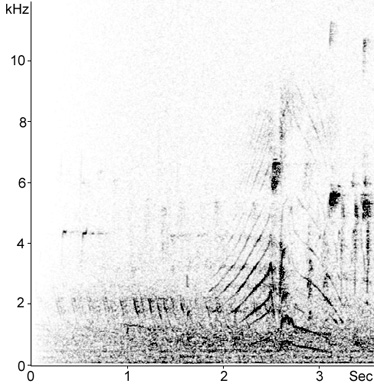 Sonogram of male Pochard display song