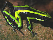 Poison-dart Frog