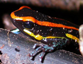 Poison-dart Frog