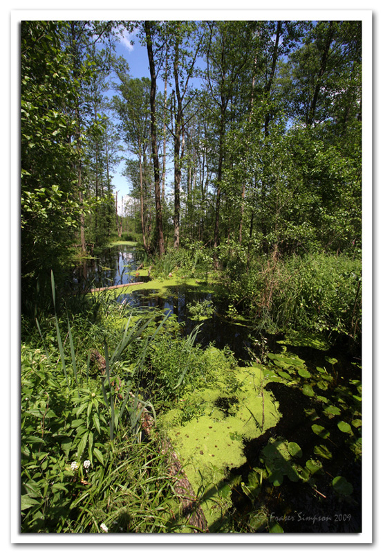 Bialowieza Forest Poland