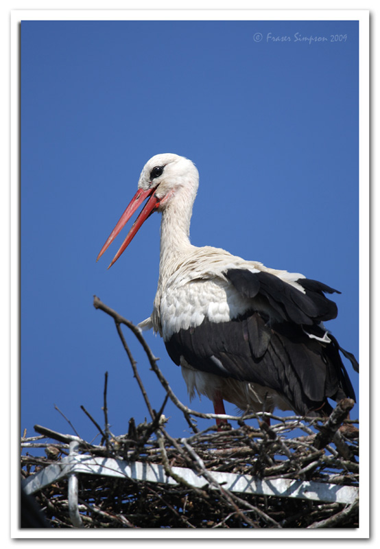 White Stork, Ciconia ciconia, Teremiski   2009 Fraser Simpson