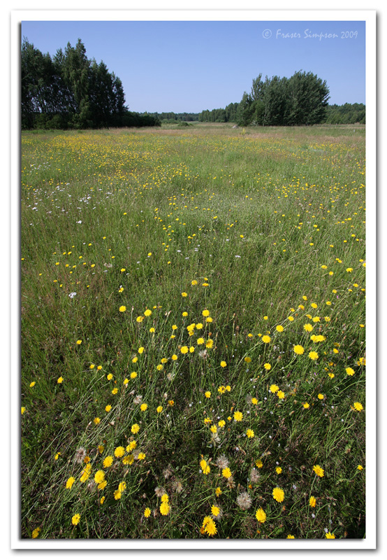 Flower meadows, Teremiski  2009 Fraser Simpson