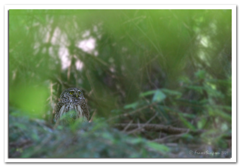 Eurasian Pygmy Owl, Glaucidium passerinum   2009 Fraser Simpson