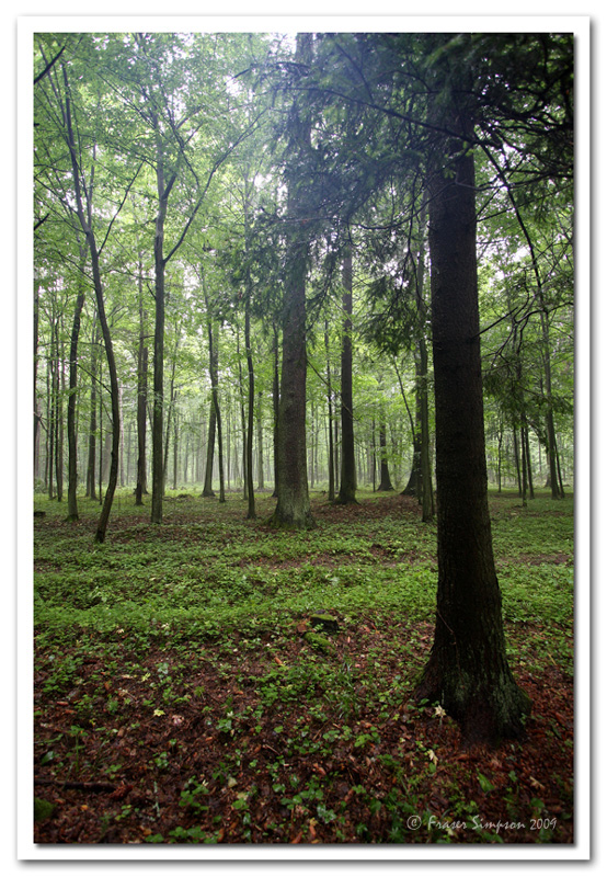 Bialowieza Forest  2009 Fraser Simpson