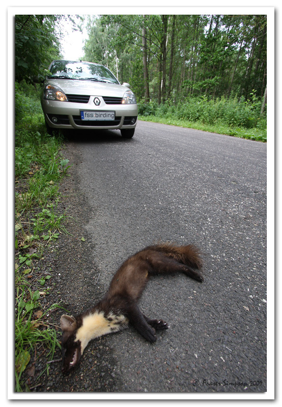  Pine Martin road casualty © 2009 Fraser Simpson
