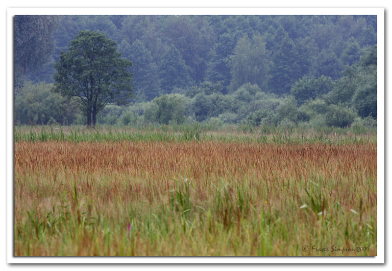 Classic Aquatic Warbler habitat, mesotrophic fen dominated by sedge, Mscichy, Biebrza National Park  2009 Fraser Simpson