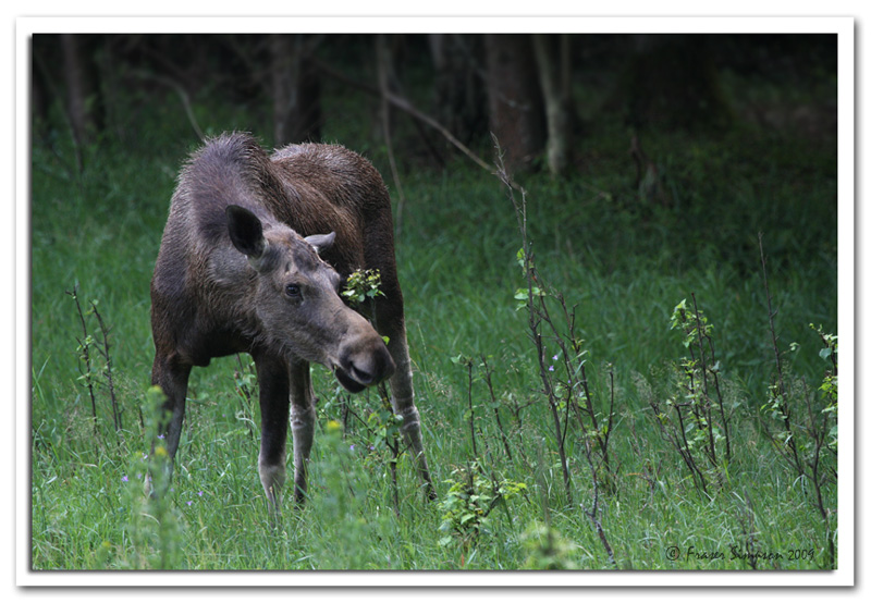 Elk, Alces alces  2009 Fraser Simpson