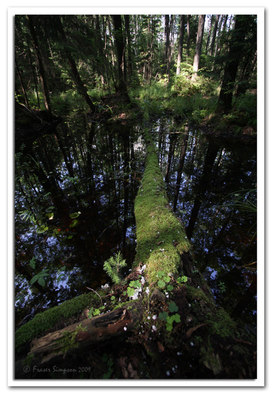 Flooded alder forest, Biebrza National Park © 2009 Fraser Simpson