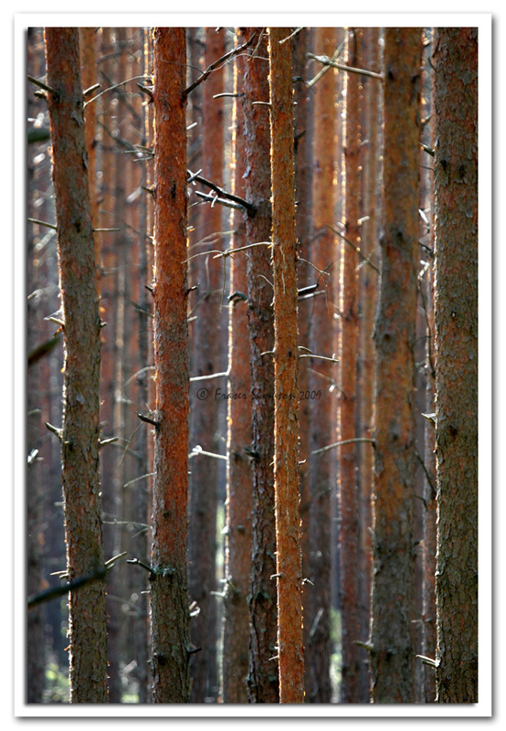 Scots Pine forest, Carska Droga © 2009 Fraser Simpson