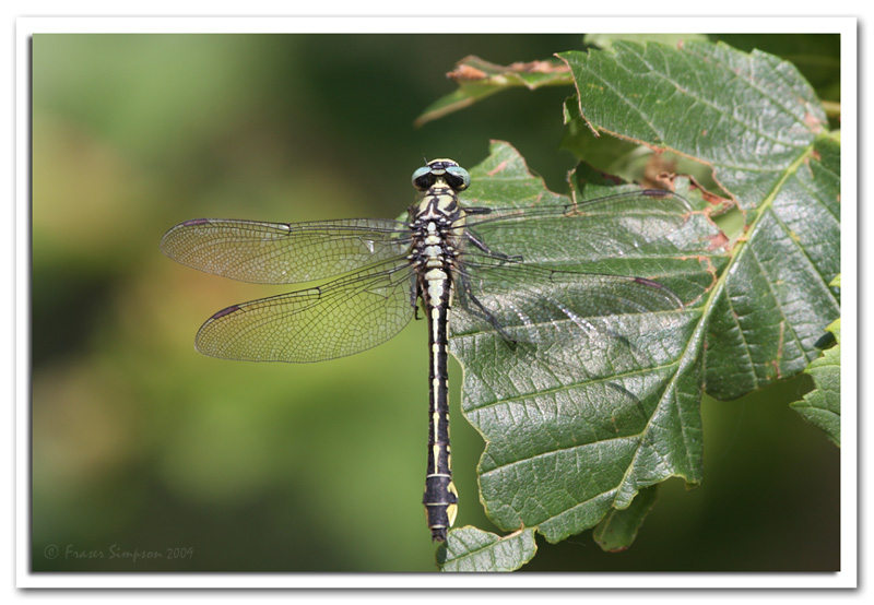 Club-tailed Dragonfly, Gomphus vulgatissimus  2009 Fraser Simpson