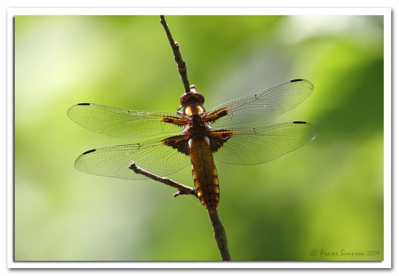 Broad-bodied Chaser, Libellula depressa  2009 Fraser Simpson