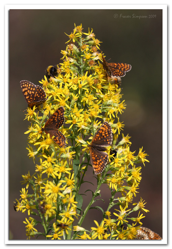 Fritillary-fest, Biebrza National Park  2009 Fraser Simpson