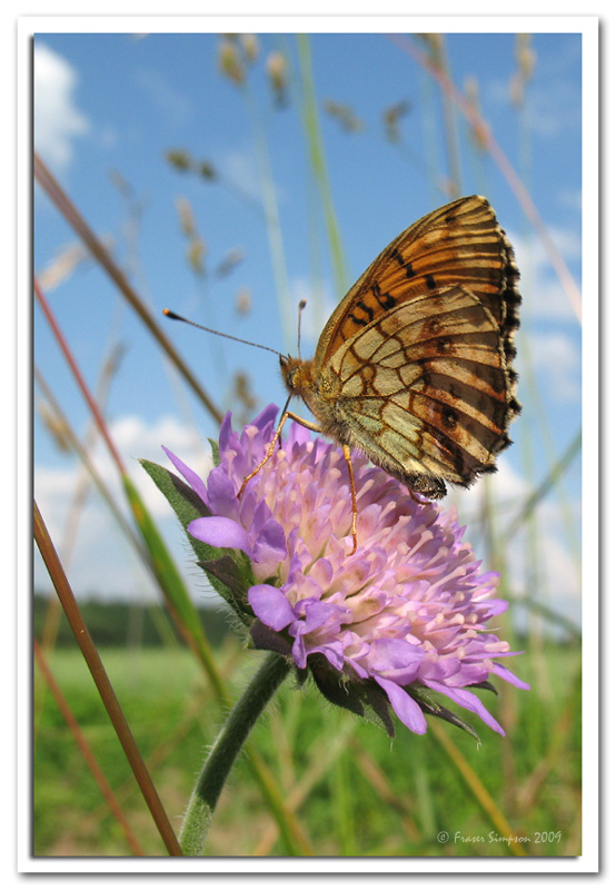 Lesser Marbled Fritillary, Brenthis ino  2009 Fraser Simpson