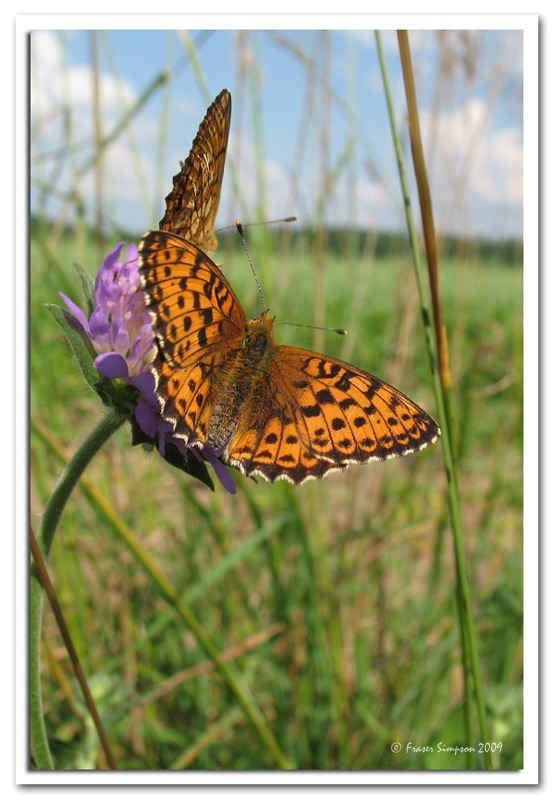 Lesser Marbled Fritillary, Brenthis ino  2009 Fraser Simpson