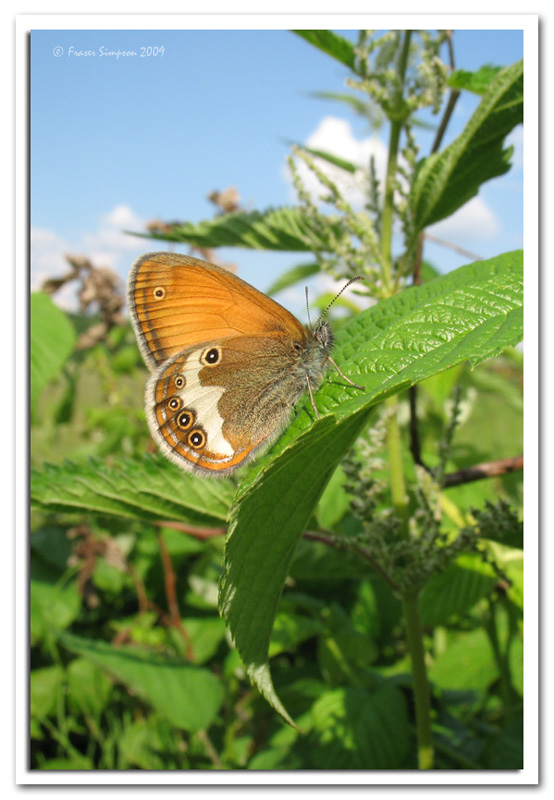 Pearly Heath (Coenonympha arcania)  2009 Fraser Simpson