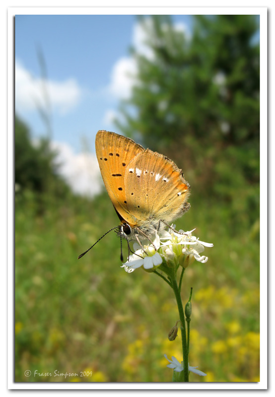 Scarce Copper, Lycaena virgaureae  2009 Fraser Simpson