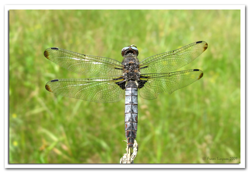 Scarce Chaser, Libellula fulva  2009 Fraser Simpson