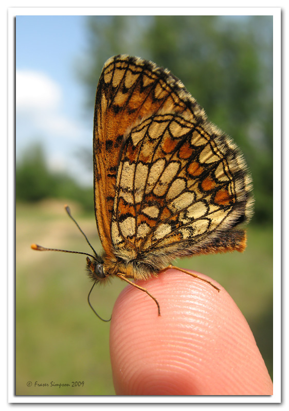 Heath Fritillary  (Mellicta athalina)  2009 Fraser Simpson